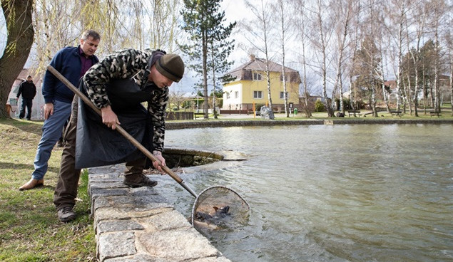 V Třebonickém rybníce teď plavou jihočeští kapři.