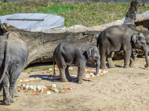 V trojské zoo zranila slonice chovatelku. Žena musela do nemocnice