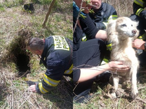 VIDEO: Pes uvízl ve třímetrové šachtě. Ke šťastné paničce se vrátil díky hasičům