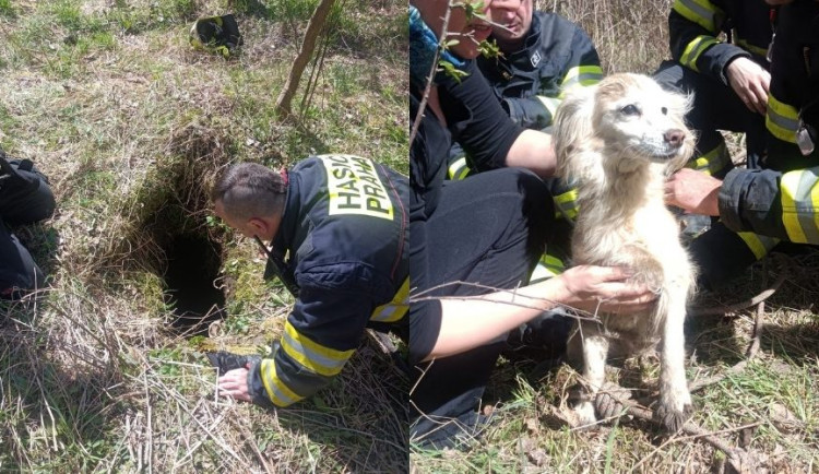 Pes uvízl ve třímetrové šachtě. Ke šťastné paničce se vrátil díky hasičům