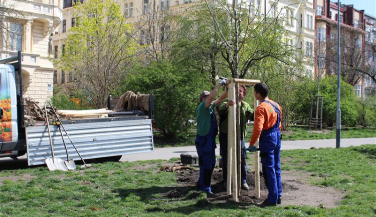 Praha 2 vysadí dvě desítky nových stromů. Zaplatí za to přes milion