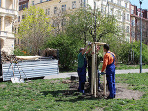 Praha 2 vysadí dvě desítky nových stromů. Zaplatí za to přes milion