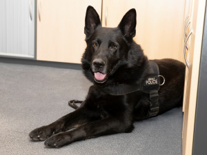 Zemřel policejní pes Merlin, který zachránil muže před sebevraždou