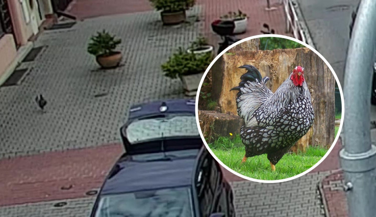 Kohouta neukradli, procházel se po Kbelích.