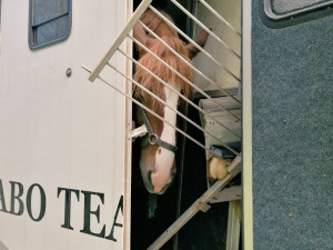 Při nehodě nákladních aut na D1 zahynuli dva koně