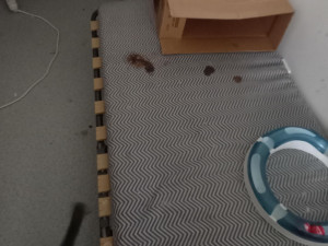 Dvojice v bytě týrala čtyřicet koček. Sedm zvířat museli utratit