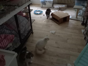 Dvojice v bytě týrala čtyřicet koček. Sedm zvířat museli utratit