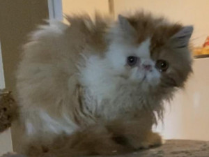 Dvojice v bytě týrala čtyřicet koček. Sedm zvířat museli utratit