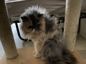 Dvojice v bytě týrala čtyřicet koček. Sedm zvířat museli utratit