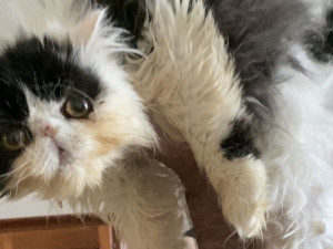 Dvojice v bytě týrala čtyřicet koček. Sedm zvířat museli utratit