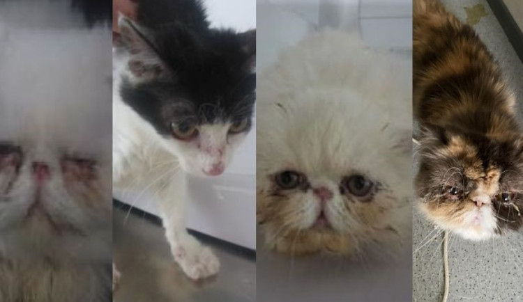 Většina koček má trvalé následky.