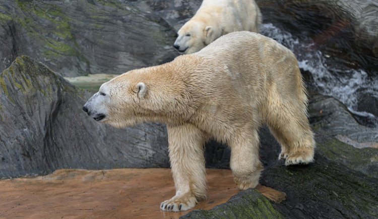 Pražská zoo plánuje nový pavilon pro lední medvědy za půl miliardy