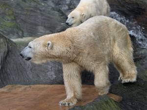 Pražská zoo plánuje nový pavilon pro lední medvědy za půl miliardy