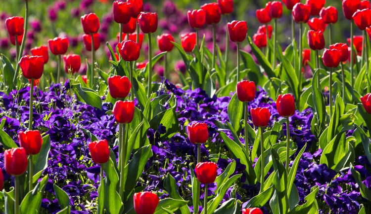Praha 6 chtěla lidem rozdat kytky ze svých záhonů. Zloději je předtím rozkradli