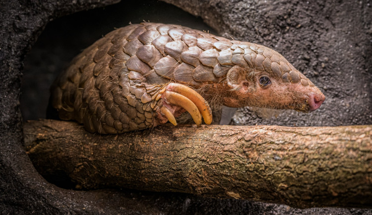 Pražská zoo poprvé ukázala své luskouny. Dostali přezdívky Hugo a Fazolka