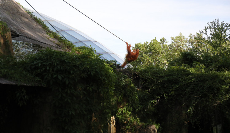 Orangutani v pražské zoo na chvíli utekli z výběhu, zpět je nalákal banán