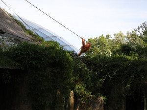 Orangutani v pražské zoo na chvíli utekli z výběhu, zpět je nalákal banán