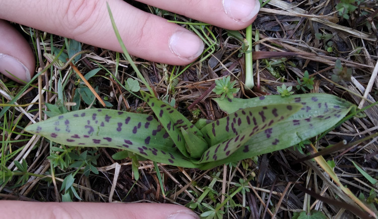 V pozorování přírody skončily Budějce celosvětově na 170. místě