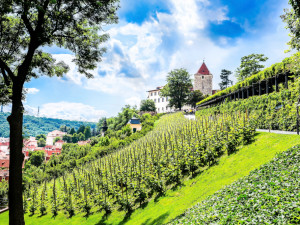 Praha zve obyvatele na své vinice. Celý víkend probíhají komentované procházky