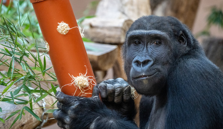 Gorily v pražské zoo se budou stěhovat do nového pavilonu. Loučí se speciálním programem