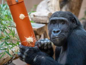 Gorily v pražské zoo se budou stěhovat do nového pavilonu. Loučí se speciálním programem