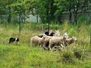 Na Žižkov se vrátilo stádo ovcí. Krátí trávu místo sekaček