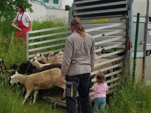 Na Žižkově se vrátilo stádo ovcí. Krátí trávu místo sekaček