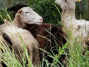 Na Žižkově se vrátilo stádo ovcí. Krátí trávu místo sekaček