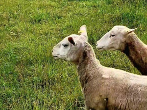 Na Žižkově se vrátilo stádo ovcí. Krátí trávu místo sekaček