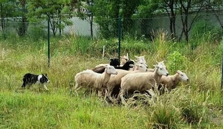 Stádo ovcí se pase na Žižkově.