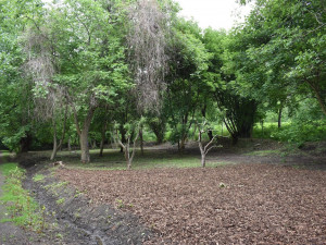 Praha 6 otevřela přírodní památník. Tvoří ho ořešáky z Lidic