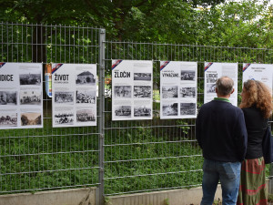 Praha 6 otevřela přírodní památník. Tvoří ho ořešáky z Lidic