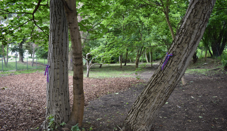 Ořešáky vypěstované z lidických ořechů.