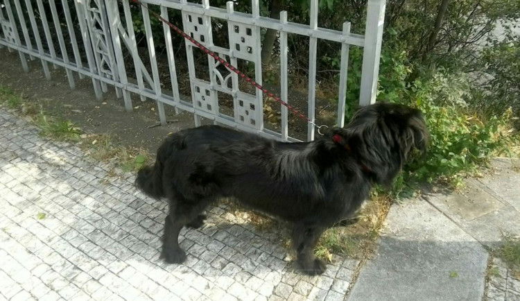 Opilý agresor zbil svého psa, pak ho skopl z pěti metrů na beton