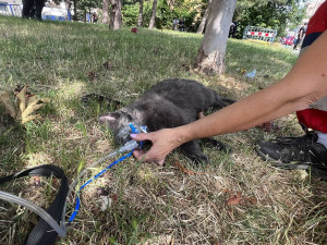 VIDEO: Při požáru bytu v Praze se zranili dva lidé. Jedna kočka požár nepřežila