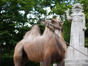 Prahou prošli velbloudi. Pivovar upozornil na nedostatek vody