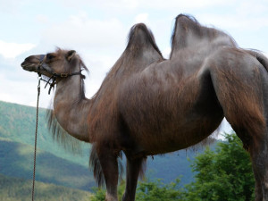 Prahou prošli velbloudi. Pivovar upozornil na nedostatek vody