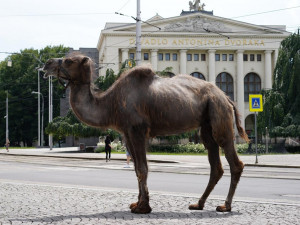 Prahou prošli velbloudi. Pivovar upozornil na nedostatek vody