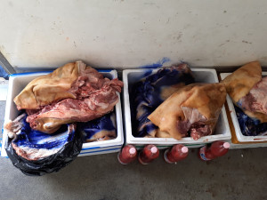 VIDEO: Pochybné vepřové, krůtí varlata, krev. V Sapě objevili čtvrt tuny závadného masa