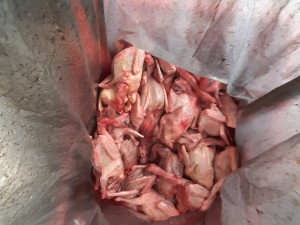 VIDEO: Pochybné vepřové, krůtí varlata, krev. V Sapě objevili čtvrt tuny závadného masa