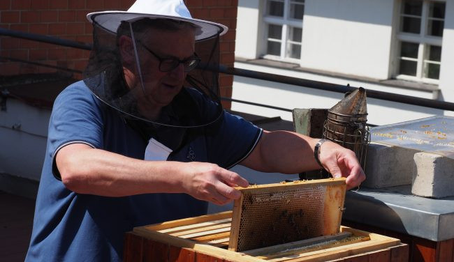 Na Vinohradech stáčeli med ze střešních úlů. Obliba včelaření v hlavním městě stále roste