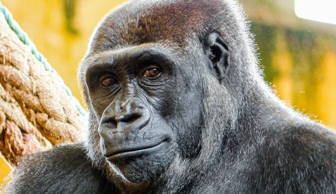 Gorila Duni, dcera Moji.