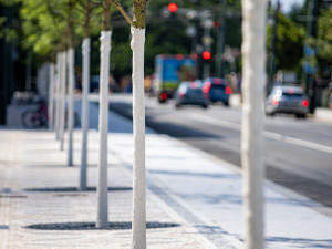 Smetanovo nábřeží v novém je zkolaudováno. Má nové stromy i cyklopás