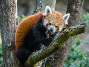 Nový pár v pražské zoo. Pandy červené se oťukávají ve výběhu