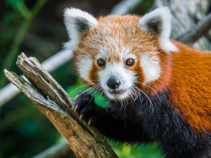 Nový pár v pražské zoo. Pandy červené se oťukávají ve výběhu