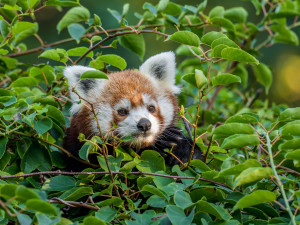 Nový pár v pražské zoo. Pandy červené se oťukávají ve výběhu