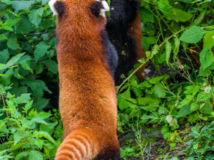 Nový pár v pražské zoo. Pandy červené se oťukávají ve výběhu