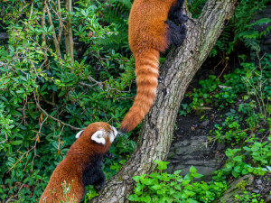Nový pár v pražské zoo. Pandy červené se oťukávají ve výběhu