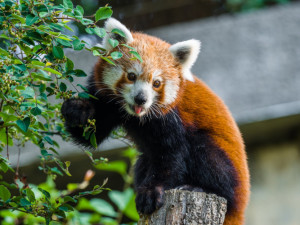 Nový pár v pražské zoo. Pandy červené se oťukávají ve výběhu