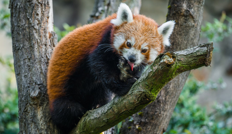 Jerry se přestěhoval z olomoucké zoo.